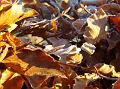 2012-1202-0910_Beech_minus 1.2C